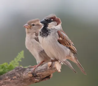 Photo 1/16 of House Sparrow (Passer domesticus)