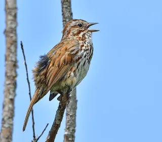 Photo 17/26 of Song Sparrow (Melospiza melodia)