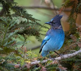 Photo 1/12 of Steller's Jay (Cyanocitta stelleri)