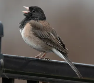 Photo 1/23 of Dark-eyed Junco (Junco hyemalis)