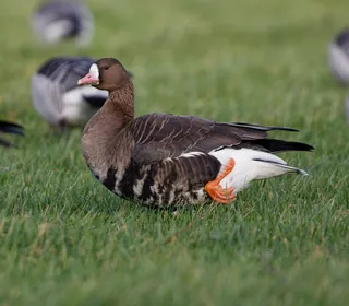 Photo 2/15 of Greater White-fronted Goose (Anser albifrons)