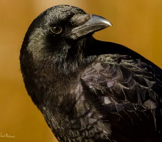 Photo 1/5 of American Crow (Corvus brachyrhynchos)