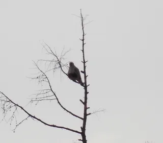 Photo 6/6 of Rough-legged Hawk (Buteo lagopus)