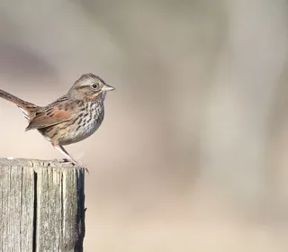Photo 26/26 of Song Sparrow (Melospiza melodia)