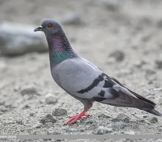 Photo 1/11 of Rock Pigeon (Columba livia)