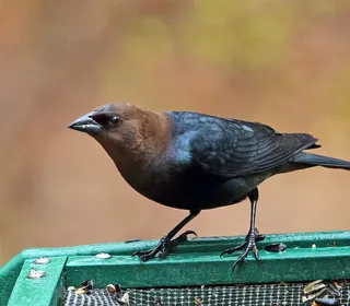 Photo 1/5 of Brown-headed Cowbird (Molothrus ater)