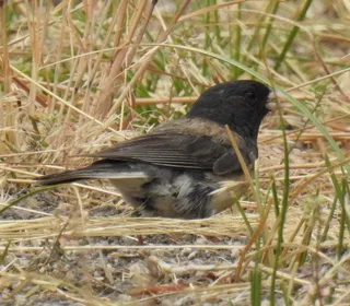 Photo 22/23 of Dark-eyed Junco (Junco hyemalis)