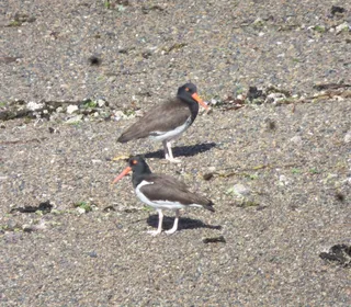 Photo 5/5 of American Oystercatcher (Haematopus palliatus)