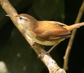 Photo 17/28 of Northern House Wren (Troglodytes aedon)