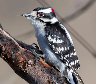 Photo 1/8 of Downy Woodpecker (Dryobates pubescens)