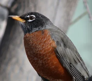 Photo 4/8 of American Robin (Turdus migratorius)