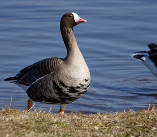 Photo 14/15 of Greater White-fronted Goose (Anser albifrons)