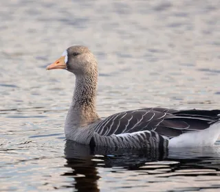 Photo 4/15 of Greater White-fronted Goose (Anser albifrons)