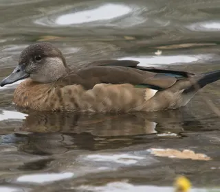 Photo 7/11 of Wood Duck (Aix sponsa)