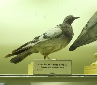 Photo 10/11 of Rock Pigeon (Columba livia)