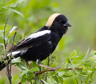 Photo 1/1 of Bobolink (Dolichonyx oryzivorus)
