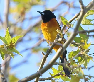 Photo 4/4 of Orchard Oriole (Icterus spurius)