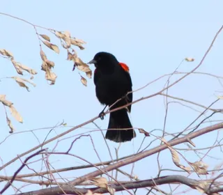 Photo 14/19 of Red-winged Blackbird (Agelaius phoeniceus)