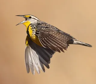 Photo 1/3 of Western Meadowlark (Sturnella neglecta)