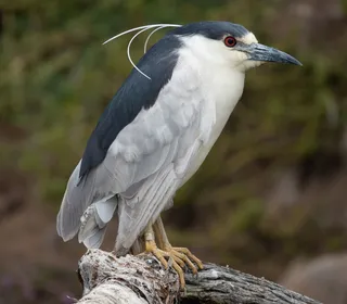 Photo 2/19 of Black-crowned Night Heron (Nycticorax nycticorax)