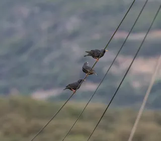 Photo 8/11 of European Starling (Sturnus vulgaris)