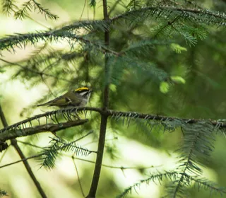 Photo 3/4 of Golden-crowned Kinglet (Regulus satrapa)