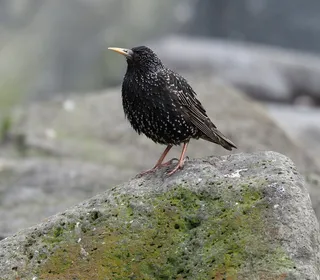 Photo 4/10 of European Starling (Sturnus vulgaris)