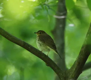 Photo 4/6 of Swainson's Thrush (Catharus ustulatus)
