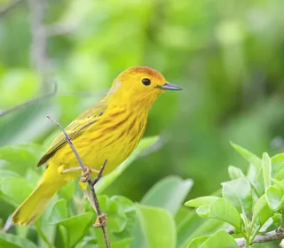 Photo 17/28 of Yellow Warbler (Setophaga petechia)