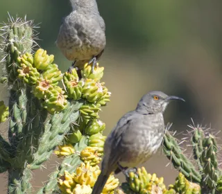 Photo 4/6 of Curve-billed Thrasher (Toxostoma curvirostre)