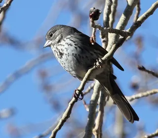 Photo 19/20 of Fox Sparrow (Passerella iliaca)