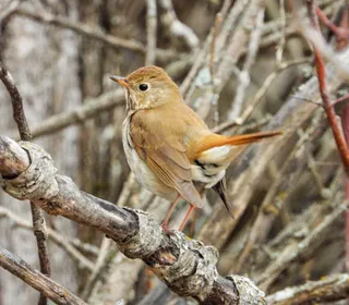 Photo 3/9 of Hermit Thrush (Catharus guttatus)