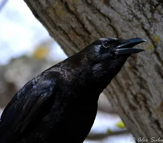 Photo 5/5 of American Crow (Corvus brachyrhynchos)