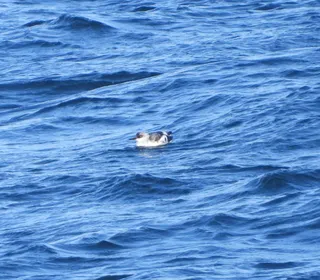 Photo 5/6 of Pigeon Guillemot (Cepphus columba)