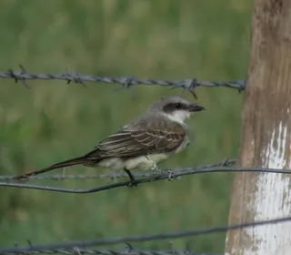 Photo 30/30 of Eastern Kingbird (Tyrannus tyrannus)