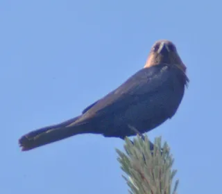 Photo 3/5 of Brown-headed Cowbird (Molothrus ater)