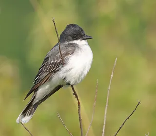Photo 2/30 of Eastern Kingbird (Tyrannus tyrannus)