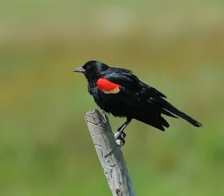 Photo 16/21 of Red-winged Blackbird (Agelaius phoeniceus)