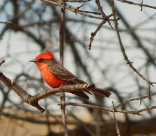 Photo 8/10 of Vermilion Flycatcher (Pyrocephalus rubinus)