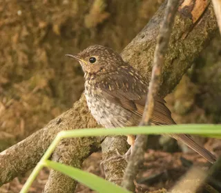 Photo 5/6 of Swainson's Thrush (Catharus ustulatus)