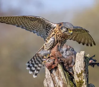 Photo 12/16 of American Kestrel (Falco sparverius)