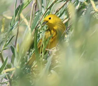 Photo 10/28 of Yellow Warbler (Setophaga petechia)