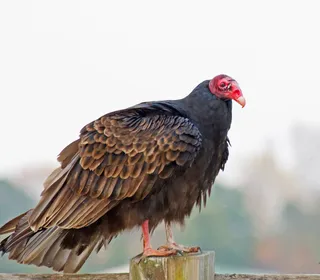 Photo 1/6 of Turkey Vulture (Cathartes aura)