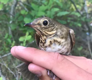 Photo 4/6 of Swainson's Thrush (Catharus ustulatus)