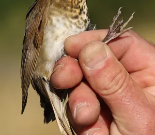Photo 3/6 of Swainson's Thrush (Catharus ustulatus)