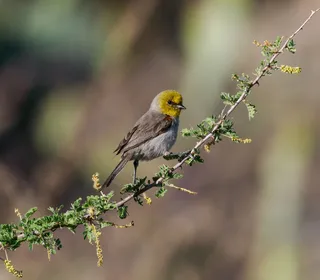 Photo 3/3 of Verdin (Auriparus flaviceps)