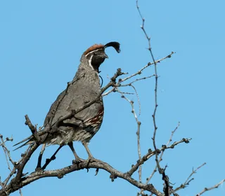 Photo 5/5 of Gambel's Quail (Callipepla gambelii)