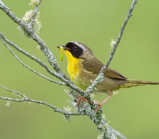 Photo 1/13 of Common Yellowthroat (Geothlypis trichas)