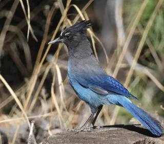 Photo 13/13 of Steller's Jay (Cyanocitta stelleri)