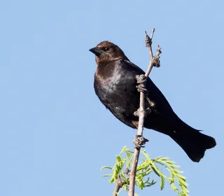 Photo 4/5 of Brown-headed Cowbird (Molothrus ater)